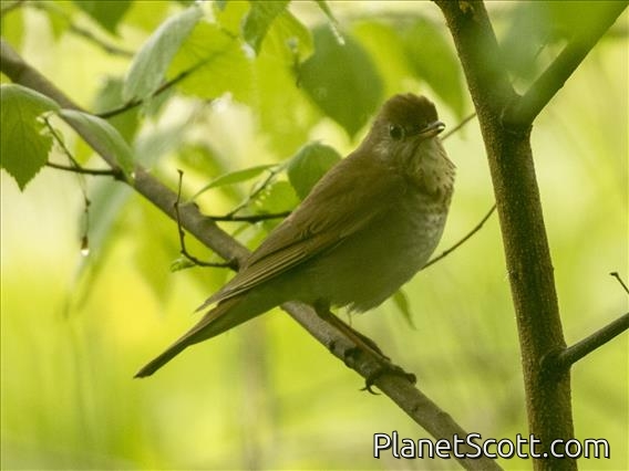 Veery (Catharus fuscescens)