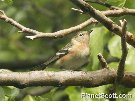 Bay-breasted Warbler (Setophaga castanea)
