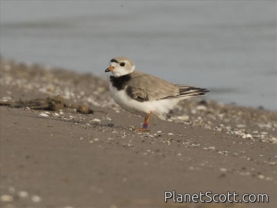 Piping Plover (Charadrius melodus)