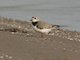 Piping Plover (Charadrius melodus)