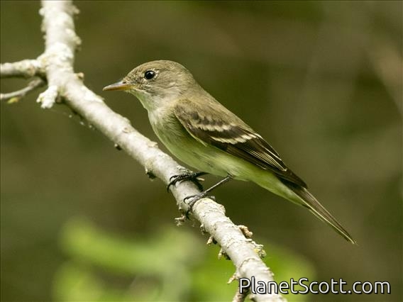 Willow Flycatcher (Empidonax traillii)