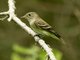 Willow Flycatcher (Empidonax traillii)