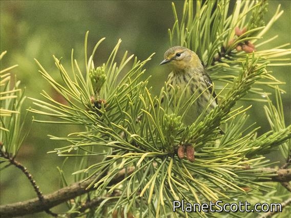 Cape May Warbler (Setophaga tigrina) - Female