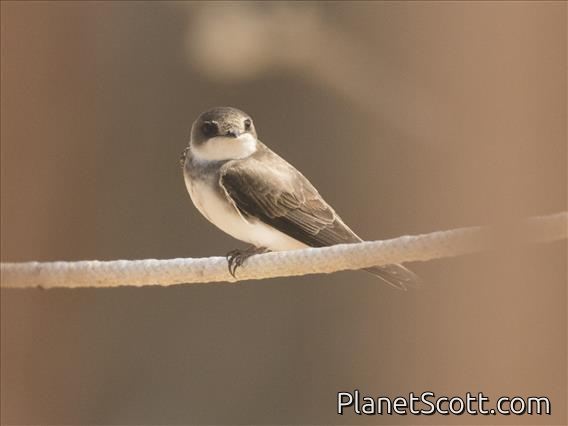 Bank Swallow (Riparia riparia)