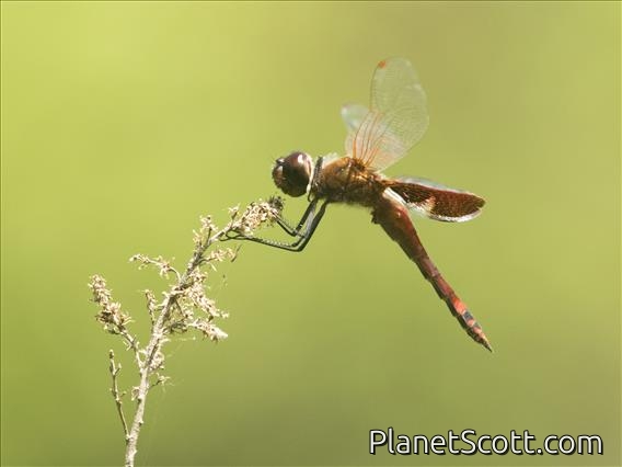 Carolina Saddlebags (Tramea carolina)