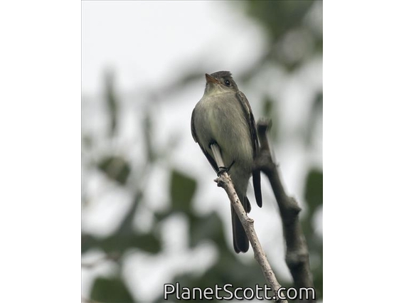 Eastern Wood-Pewee (Contopus virens)