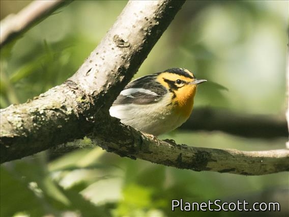 Blackburnian Warbler (Setophaga fusca)