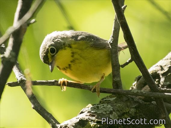 Canada Warbler (Cardellina canadensis) - Female