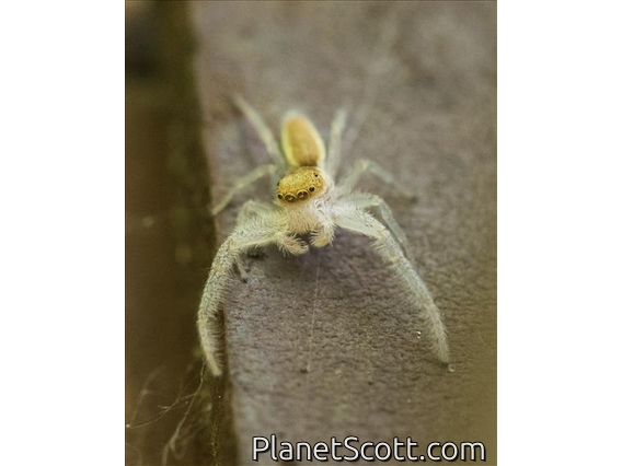 White-jawed Jumping Spider (Hentzia mitrata)
