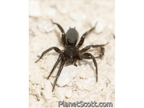 Spider (Spider ssp)