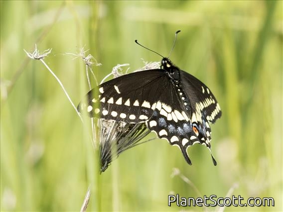 Black Swallowtail (Papilio polyxenes)