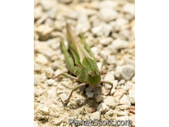 Green-striped Grasshopper (Chortophaga viridifasciata)