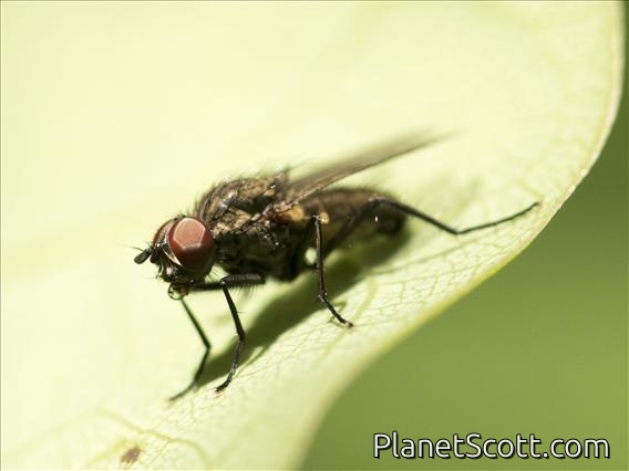 Blow Fly (blowfly ssp)