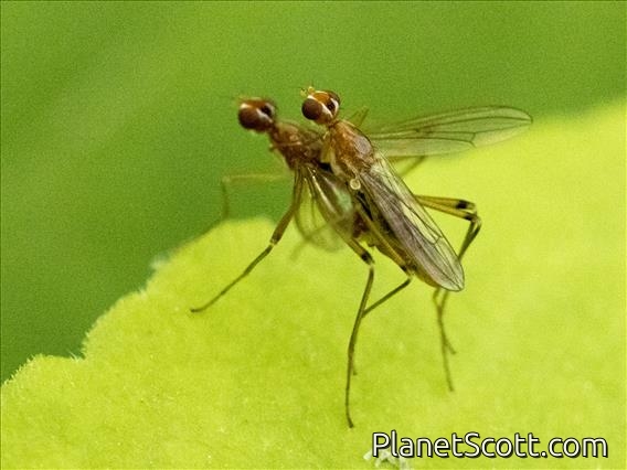 Stilt-legged Fly (Compsobata univitta) In Love