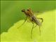 Stilt-legged Fly (Compsobata univitta) In Love