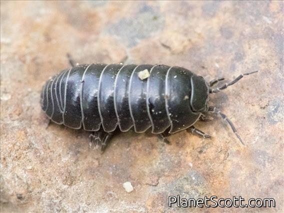 Common Pill Woodlouse (Armadillidiidae vulgare)