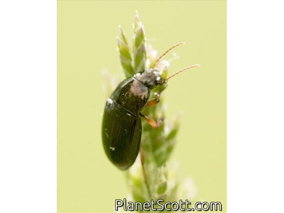 Amara Beetle (Amara sp)