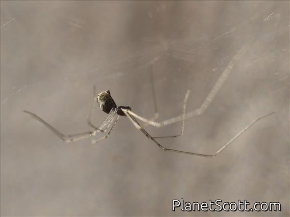 Marbled Cellar Spider (Holocnemus pluchei)