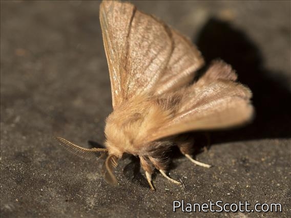 Forest Tent Caterpillar Moth (Malacosoma disstria)