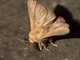 Forest Tent Caterpillar Moth (Malacosoma disstria)