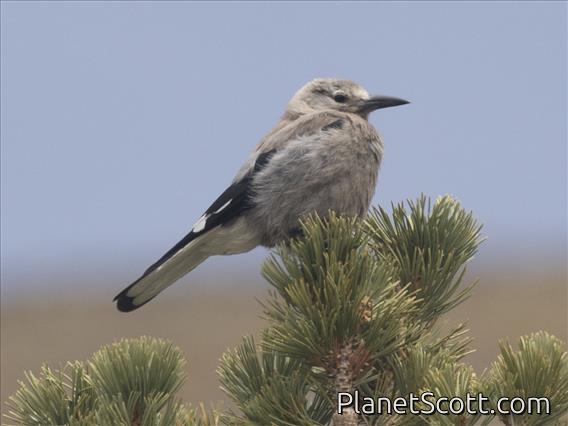 Clark's Nutcracker (Nucifraga columbiana)