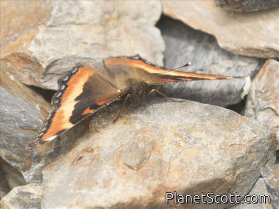 Milbert's Tortoiseshell (Aglais milberti)