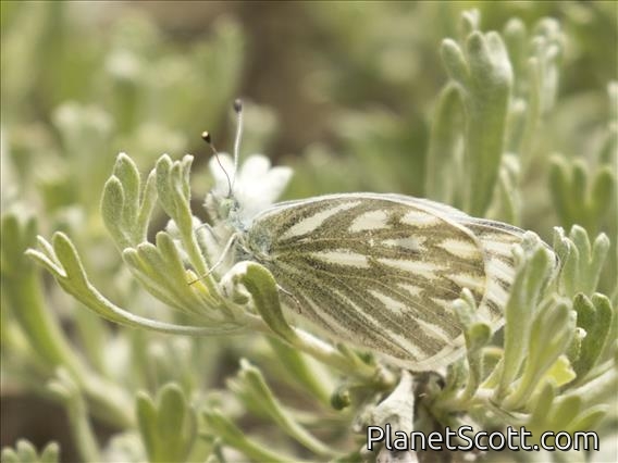 Western White (Pontia occidentalis)