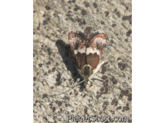 Crambid Snout Moth (Gyros ssp)