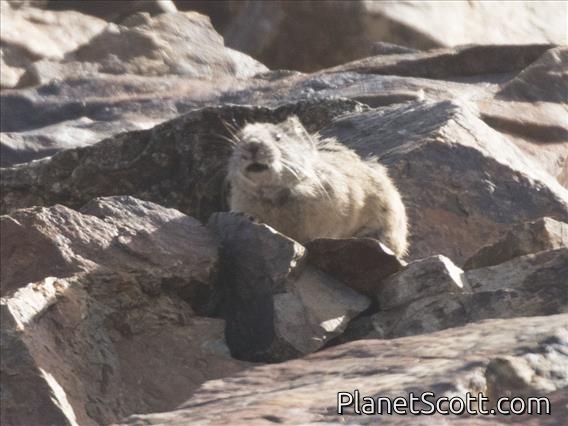 American Pika (Ochotona princeps)