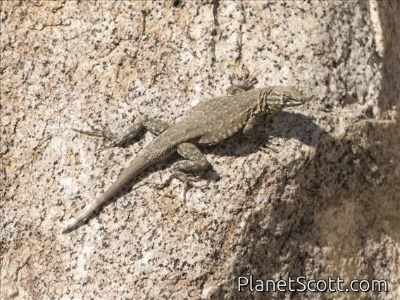 Common Side-blotched Lizard (Uta stansburiana)