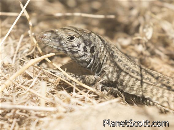 Tiger Whiptail (Aspidoscelis tigris)