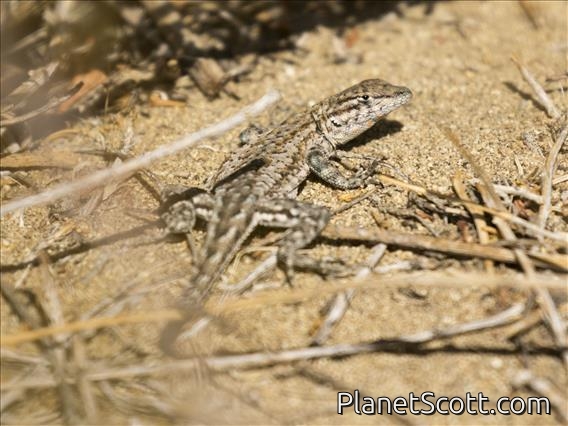 Common Side-blotched Lizard (Uta stansburiana)