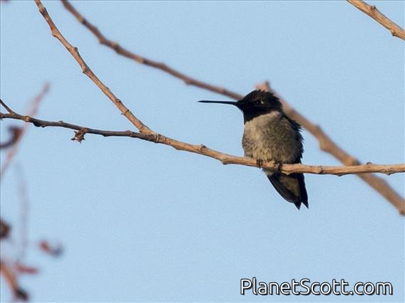 Black-chinned Hummingbird (Archilochus alexandri)