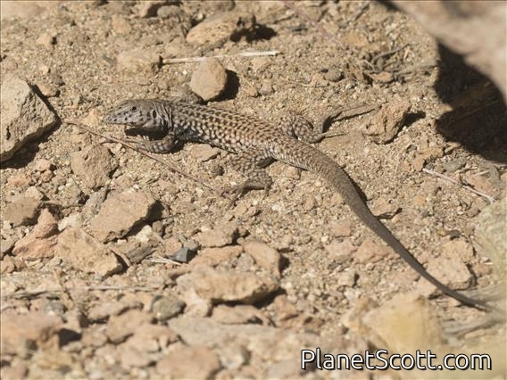 Tiger Whiptail (Aspidoscelis tigris)