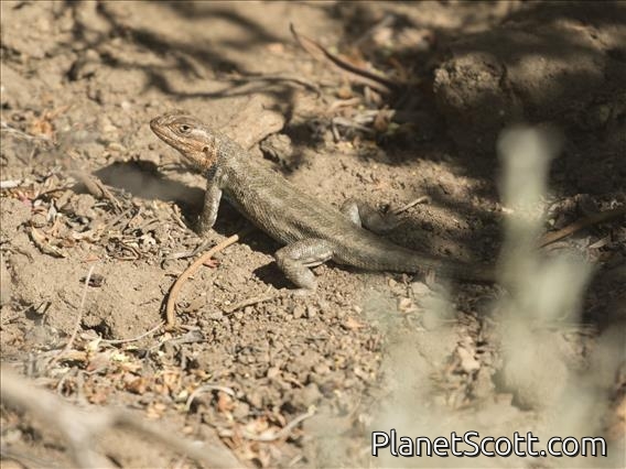 Common Sagebrush Lizard (Sceloporus graciosus)