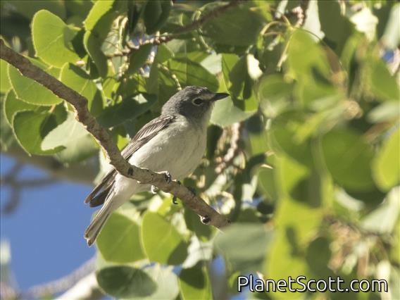 Plumbeous Vireo (Vireo plumbeus)