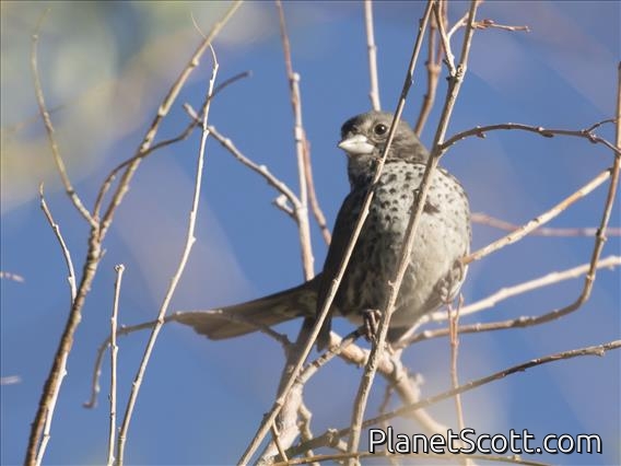 Fox Sparrow (Passerella iliaca)