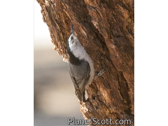 White-breasted Nuthatch (Sitta carolinensis)