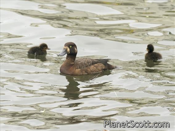 Greater Scaup (Aythya marila)