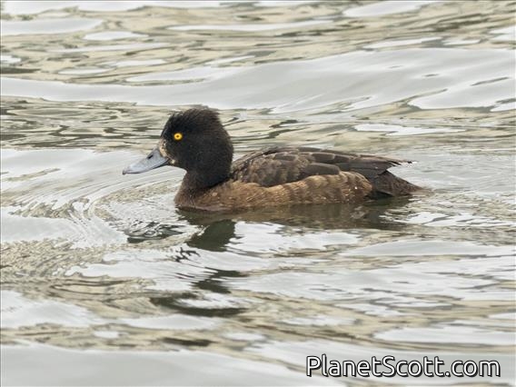 Tufted Duck (Aythya fuligula)