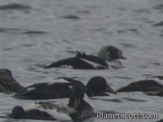 King Eider (Somateria spectabilis)