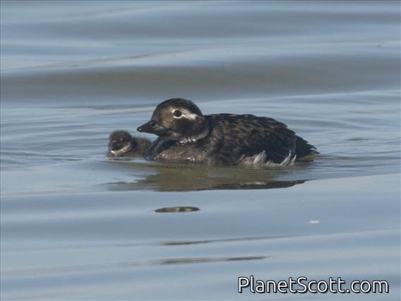 Long-tailed Duck (Clangula hyemalis)