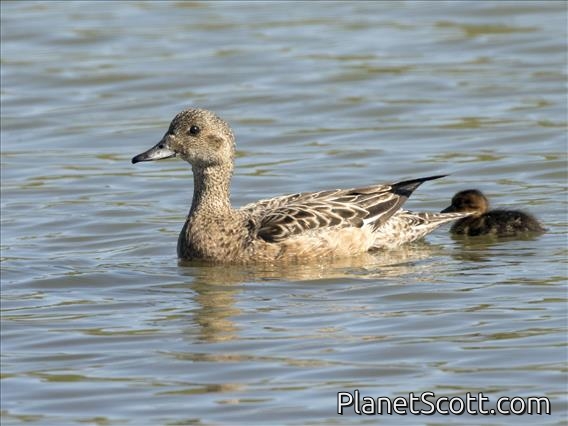 Eurasian Wigeon (Mareca penelope) - Female