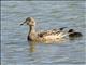 Eurasian Wigeon (Mareca penelope) - Female