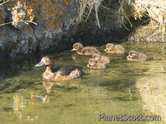 Tufted Duck (Aythya fuligula)