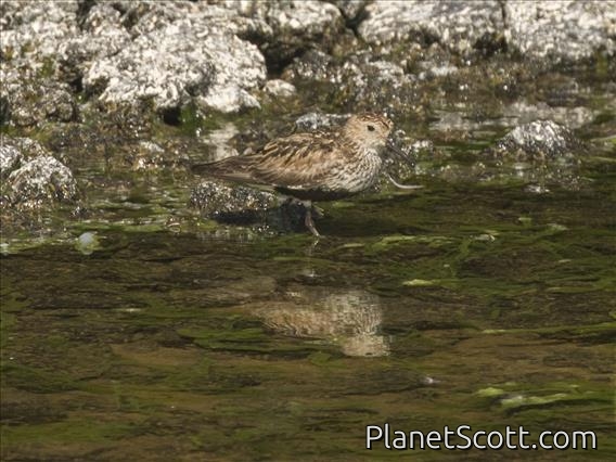 Dunlin (Calidris alpina)