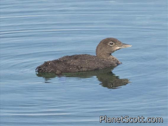 Common Loon (Gavia immer)