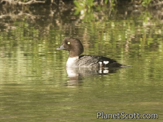 Barrow's Goldeneye (Bucephala islandica) - Female