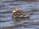 Red-necked Phalarope (Phalaropus lobatus)