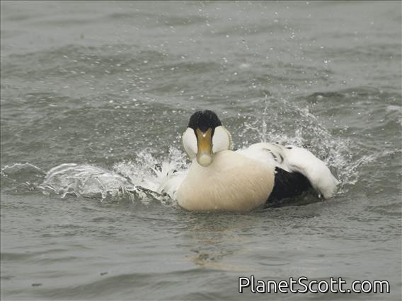 Common Eider (Somateria mollissima)